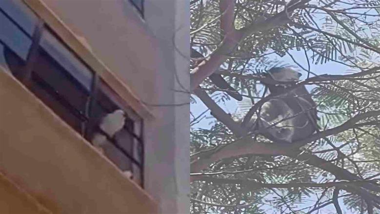 أول رد من «بيطري المنوفية» على أنباء هروب قرد من حديقة حيوان في السادات