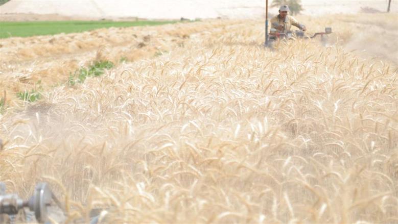 «الزراعة»: أجواء ربيعية مائلة للصيف.. واليوم أفضل أيام الأسبوع للري والحصاد