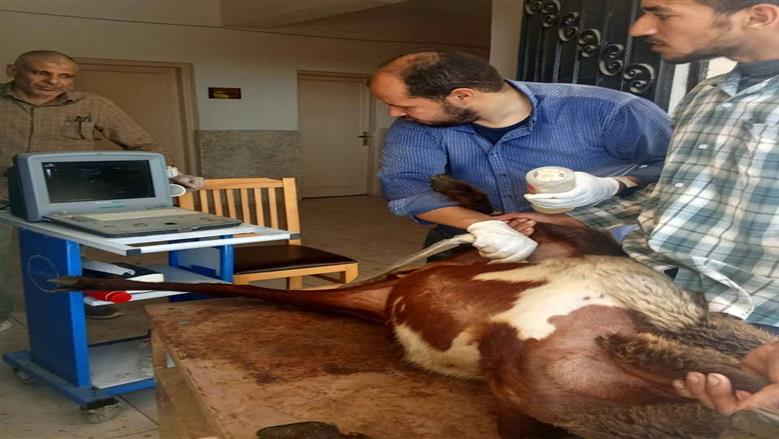 الطب البيطري بسوهاج يسلم 850 رأس أغنام للمستفيدين في 4 قرى 