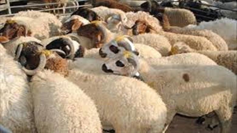 أسعار الخراف في الأسواق قبل عيد الأضحى: دليل شامل للشراء