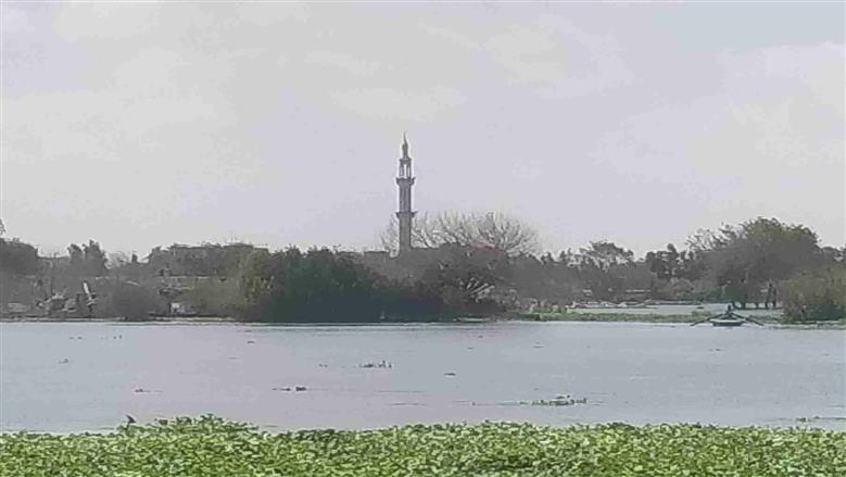 المنوفية