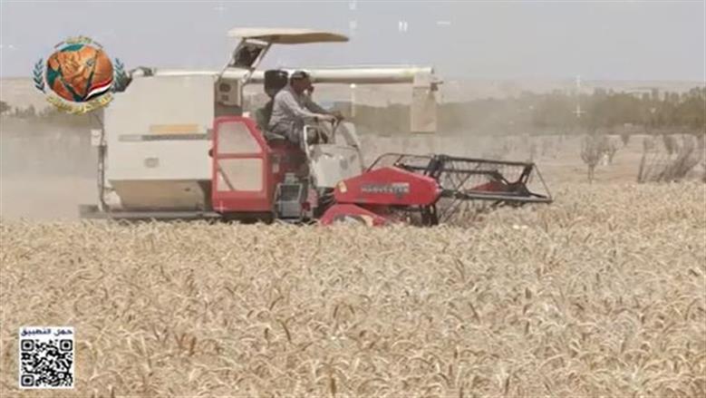 «تنمية الريف المصري»: نجاح زراعة القمح بمياه عالية الملوحة إنجاز يدعم الأمن الغذائي