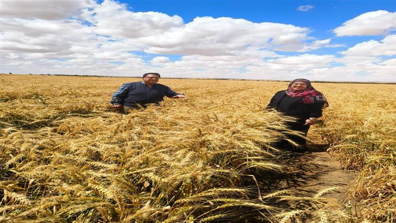 «الزراعة» تعلن تحقيق سبق علمي لزراعة المحاصيل بمياه عالية الملوحة