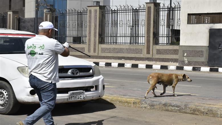 حملات بيطرية لتطعيم الكلاب وإيواءهم في شيلتر ببورسعيد