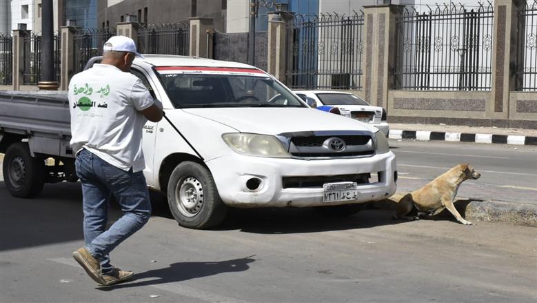 حملات بيطرية لتطعيم الكلاب وإيواءهم في شيلتر ببورسعيد