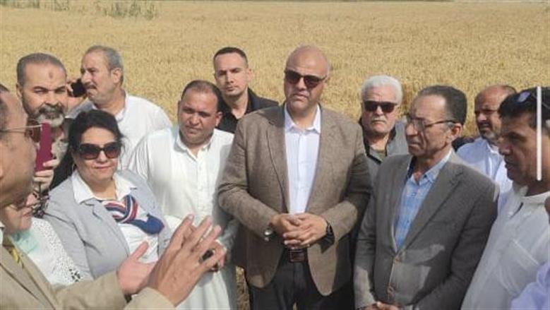بدء موسم حصاد القمح في الإسكندرية.. زيادة في المساحات المزروعة وإنتاج مبشر