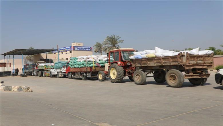 توريد القمح في بني سويف