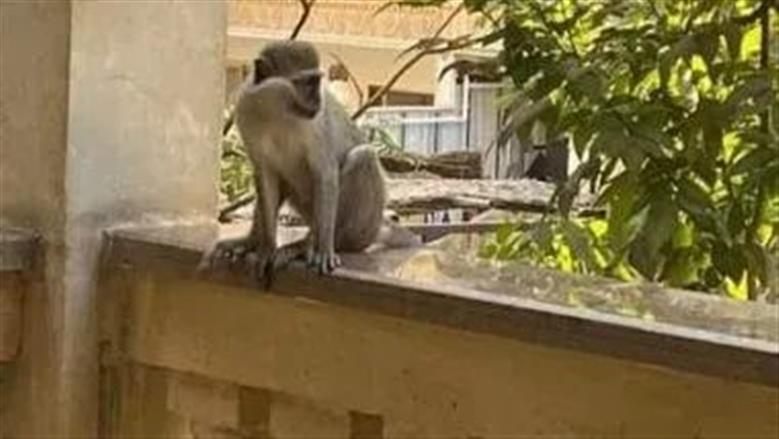 حملة مكبرة للبحث عن نسناس هارب في الإسكندرية