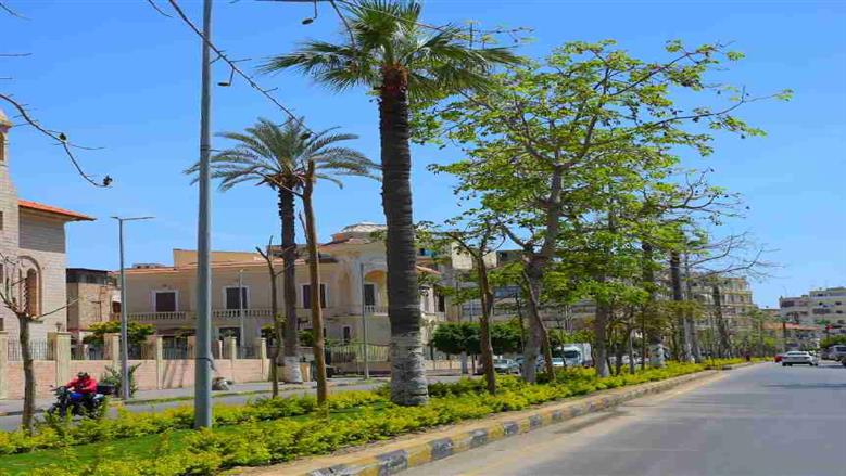 محافظ بورسعيد يتفقد زراعه اشجار البونسيانا 