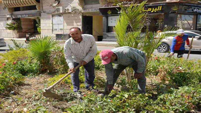 محافظ بورسعيد يتفقد زراعه اشجار البونسيانا 