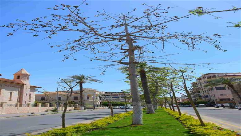 محافظ بورسعيد يتفقد زراعه اشجار البونسيانا 