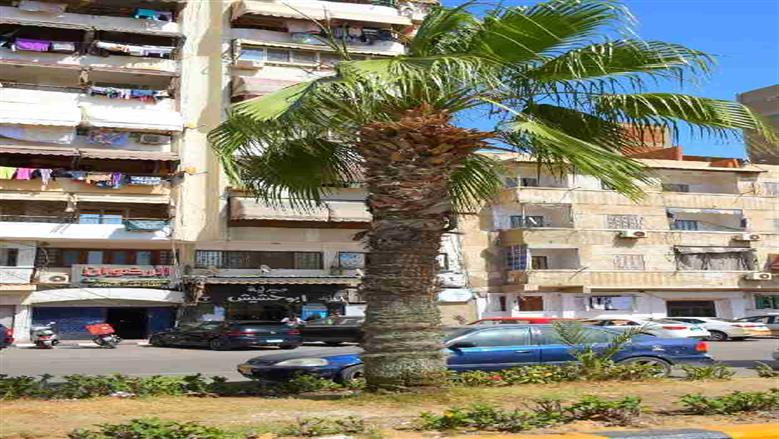 محافظ بورسعيد يتفقد زراعه اشجار البونسيانا 