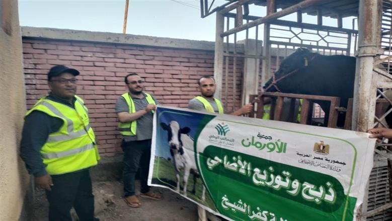 «الأورمان» توزع 50 ألف كيلو لحوم على الأسر الأولى بالرعاية في كفر الشيخ خلال العيد
