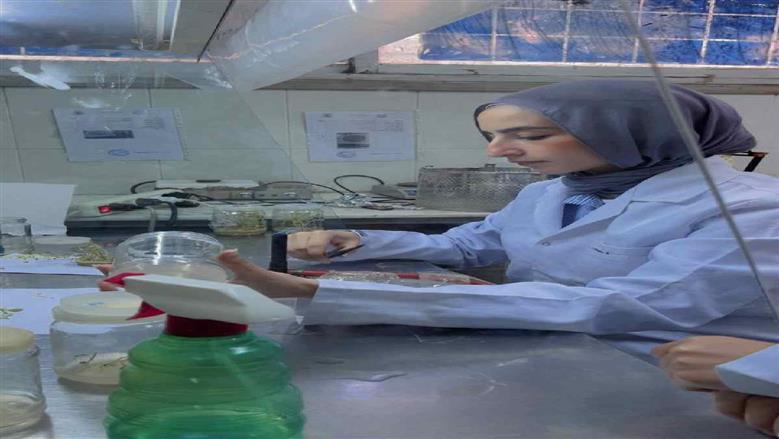طالبات التكنولوجيا الحيوية بالزقازيق ينجحن في إنتاج 3 أصناف بطاطس خالية من الفيروسات