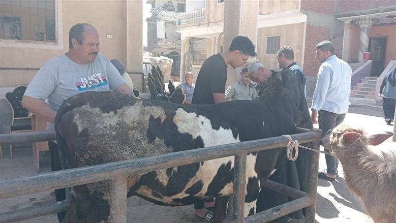قافلة بيطرية مجانية بقرية شابة في كفر الشيخ تقدم 2547 خدمة علاجية