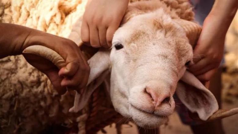هدية أم أجر؟ «الإفتاء» توضح الحالات الشرعية لمنح الجزار من ذبيحة العيد