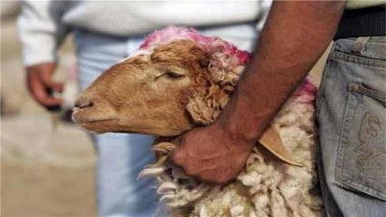 الإفتاء تحذر: بيع رأس الأضحية أو إعطاؤه للجزار بدل الأجرة خطأ فقهي شائع 