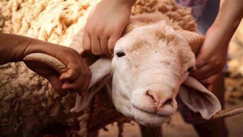 هل الأضحية واجبة على المسلم كل عام؟.. «الإفتاء» توضح الحكم الشرعي