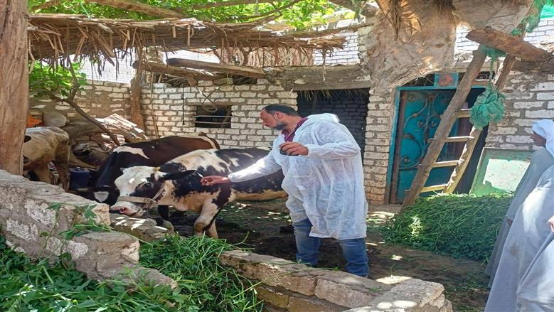 تحصين 89 ألف رأس ماشية ضد الحمى القلاعية والوادي المتصدع