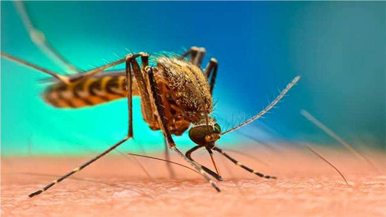 خطوات مجربة للتخلص من الناموس