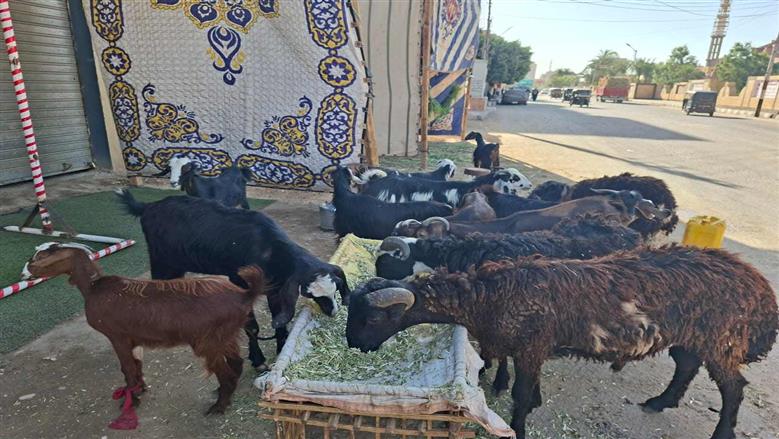 مبادرة الأضاحي بأسعار مخفضة تنطلق في أسيوط لخدمة الأهالي