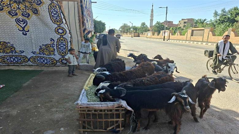 مبادرة الأضاحي بأسعار مخفضة تنطلق في أسيوط لخدمة الأهالي