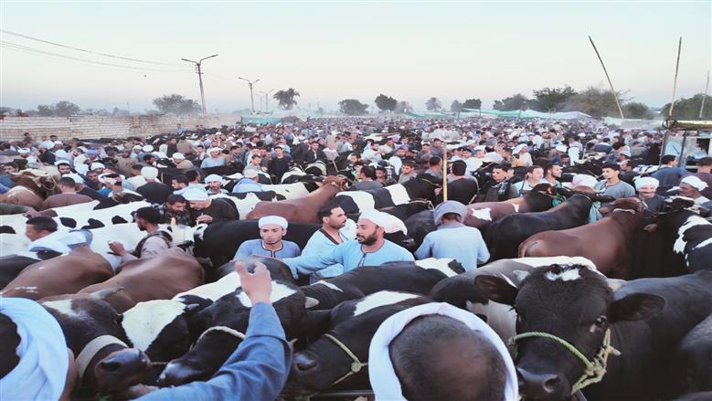 الضأن يتفوق على الأبقار.. أسعار الأضاحي من داخل أكبر أسواق المنيا قبل العيد