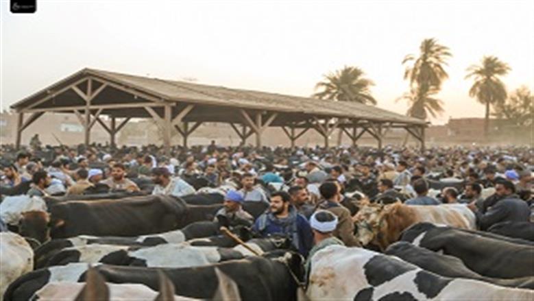 ملتقى تجار الأضاحي 