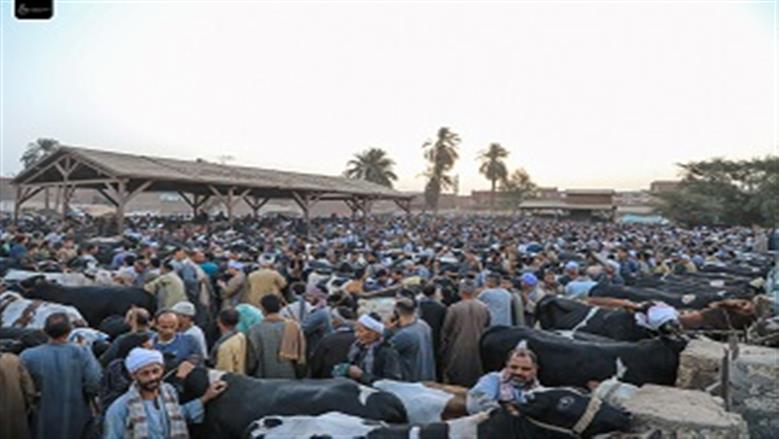 ملتقى تجار الأضاحي 
