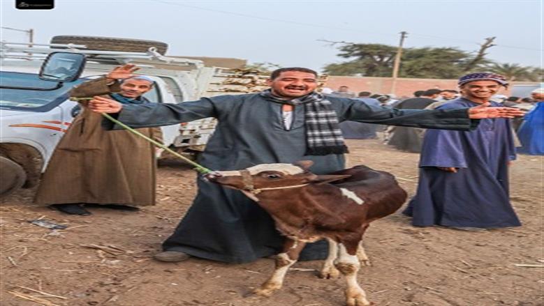 ملتقى تجار الأضاحي 