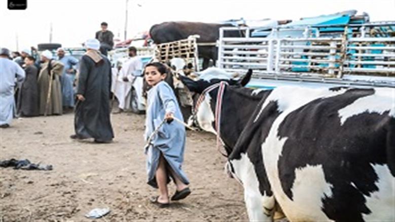 ملتقى تجار الأضاحي الأسبوعي في «صنبو».. الأسعار من 30 إلى 200 ألف جنيه