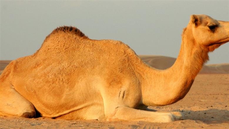 الضوابط الشرعية لـ سن الأضحية من الإبل.. ومتى تلجأ إلى «الرخصة عند العسر»؟