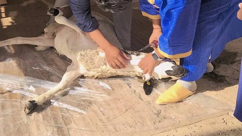 «لو هتدبح في بيتك».. نصائح للتخلص من آثار الدم فورا 