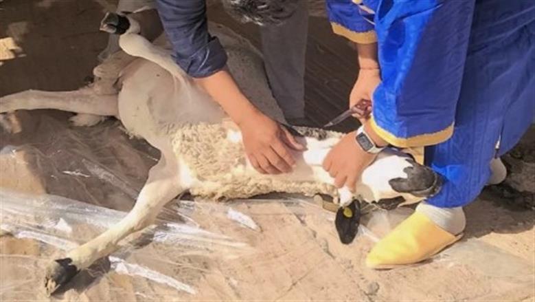 بعد انتشار مشاهد الضرب والسحل والعنف.. «الإفتاء» تكشف حكم تعذيب الأضحية قبل الذبح