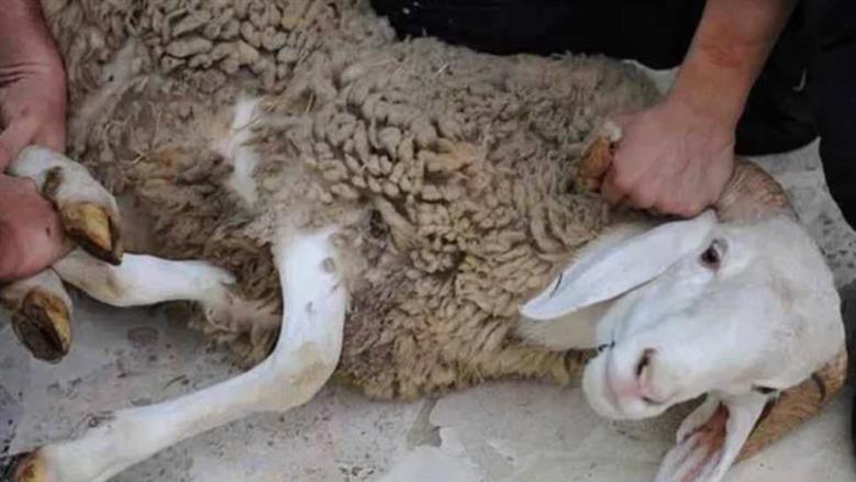 بعد انتشار مشاهد العنف.. «الإفتاء» تكشف حكم تعذيب الأضحية قبل الذبح