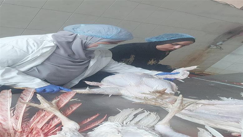 محافظ الجيزة: إعدام عدد من الطيور غير الصالحة للاستهلاك الآدمي