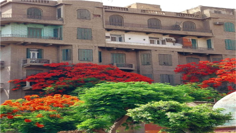 الشجرة الملكية تزين شوارع القاهرة.. كيف دخلت البونسيانا إلى مصر؟