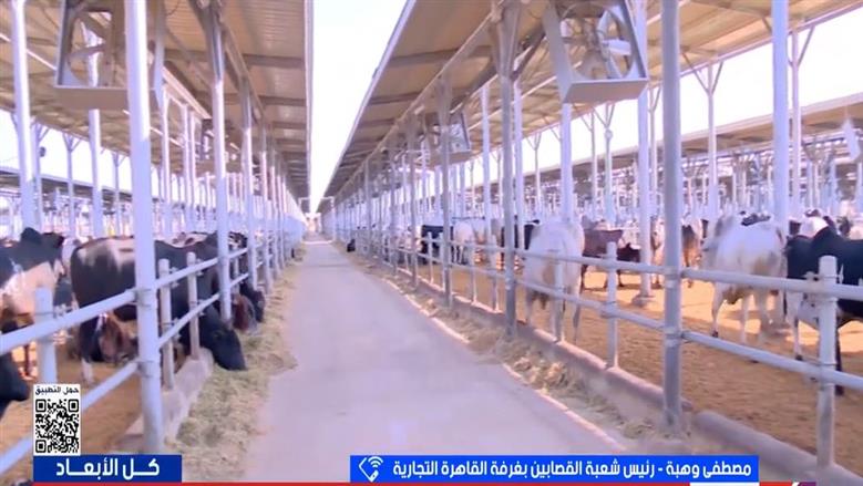 «القصابين»: استقرار متوقع مع وفرة المعروض من العجول قبل عيد الأضحى