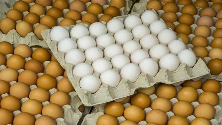 سعر كرتونة البيض اليوم الاثنين 4-5-2026 في المزارع والأسواق