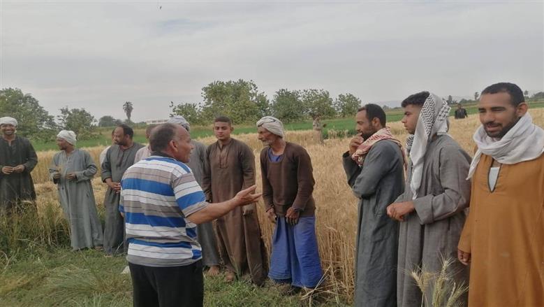 «زراعة الأقصر»: انطلاق موسم توريد القمح وزراعة 975 فدان قصب خلال أبريل