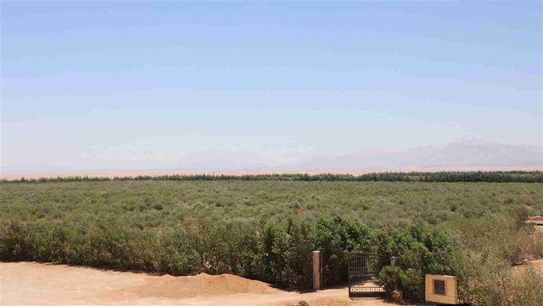 مشروع الجوجوبا في الغردقة 