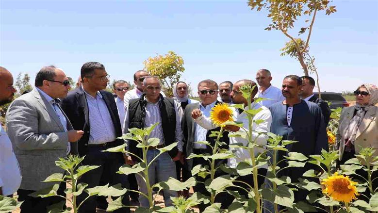 «الذهب الأخضر» في الغردقة.. بدء المرحلة الثالثة من مشروع الجوجوبا على 3 آلاف فدان
