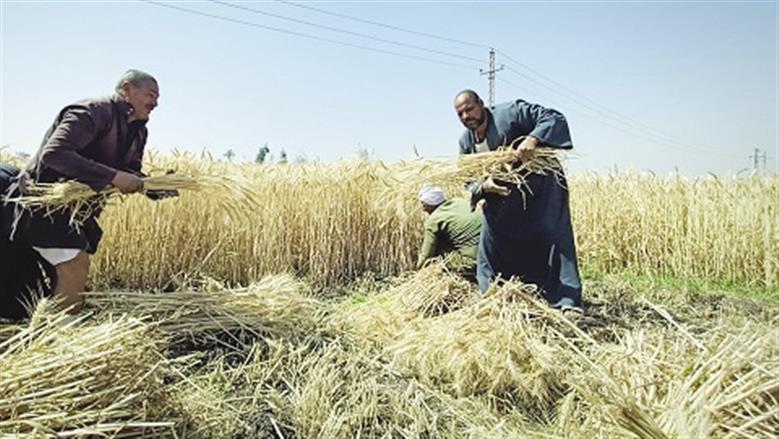 خبراء بمركز البحوث الزراعية: نخطط لإنتاج 10 ملايين طن قمح هذا العام