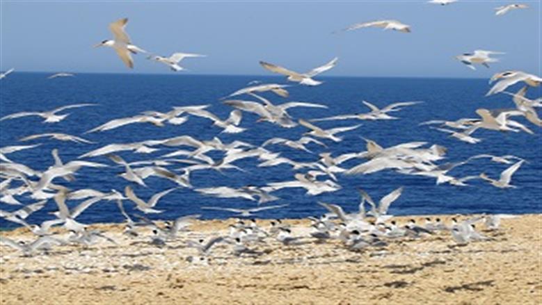 34 موقعاً متميزاً.. مصر «جسر جوي» لملايين الطيور المهاجرة بين 3 قارات