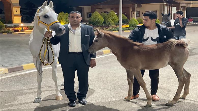 خطوة جديدة نحو تعزيز سوق الخيول العالمي.. مصر تصدر 36 جواداً إلى الأردن
