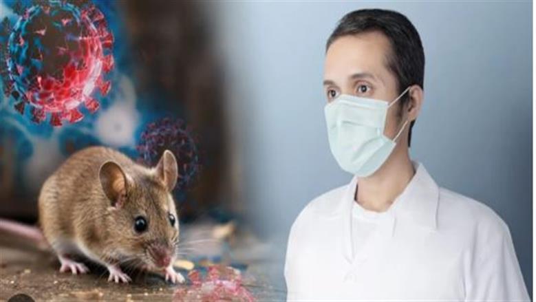 هل فيروس هانتا يمثل تهديدا عالميا؟.. طبيب يوضح مضاعفات خطيرة للمرض