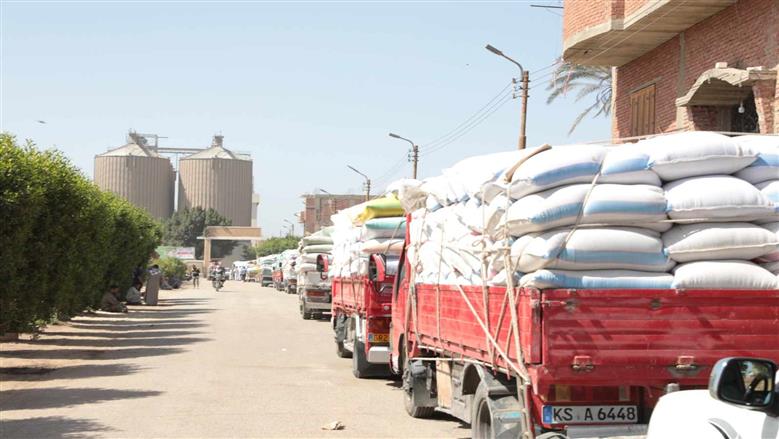 توريد 338 ألف طن قمح بصوامع وشون بني سويف منذ انطلاق موسم الحصاد