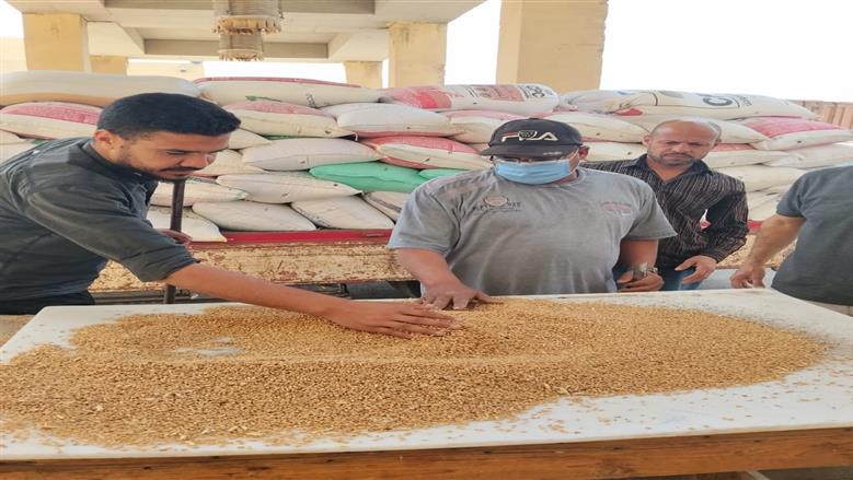 توريد أكثر من 500 ألف طن قمح بصوامع وشون الجيزة منذ انطلاق موسم الحصاد 