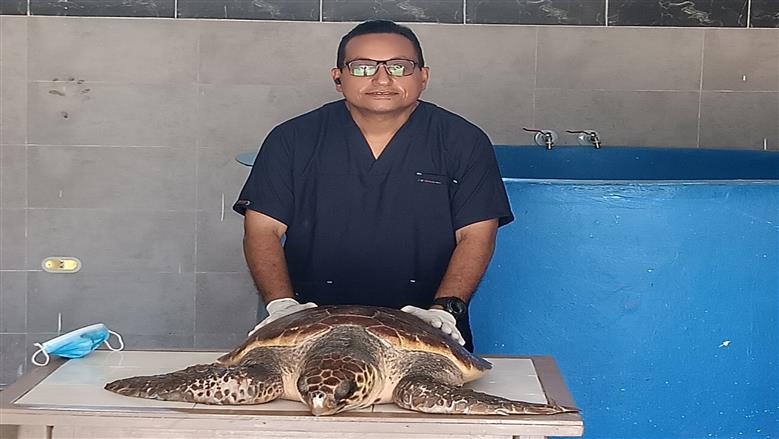 «كنز البحر» يعود للحياة.. إنقاذ 50 سلحفاة بحرية مهددة بالانقراض في بورسعيد