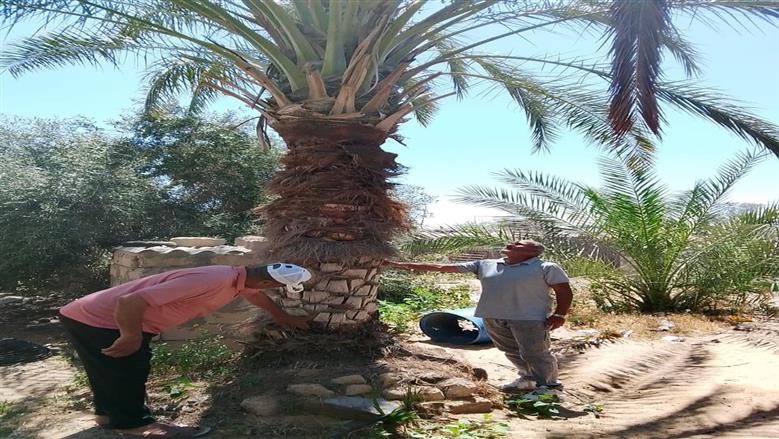 «زراعة شمال سيناء» تشن حملة لمكافحة النمل الأبيض بالعريش والشيخ زويد